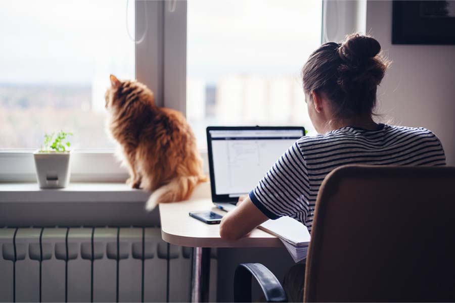 A person works on their laptop in a home office while their pet cat looks out the window from the desk.